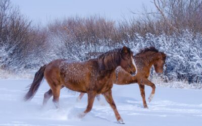 The Winter Survival Guide for Horses: Navigating the Cold Season