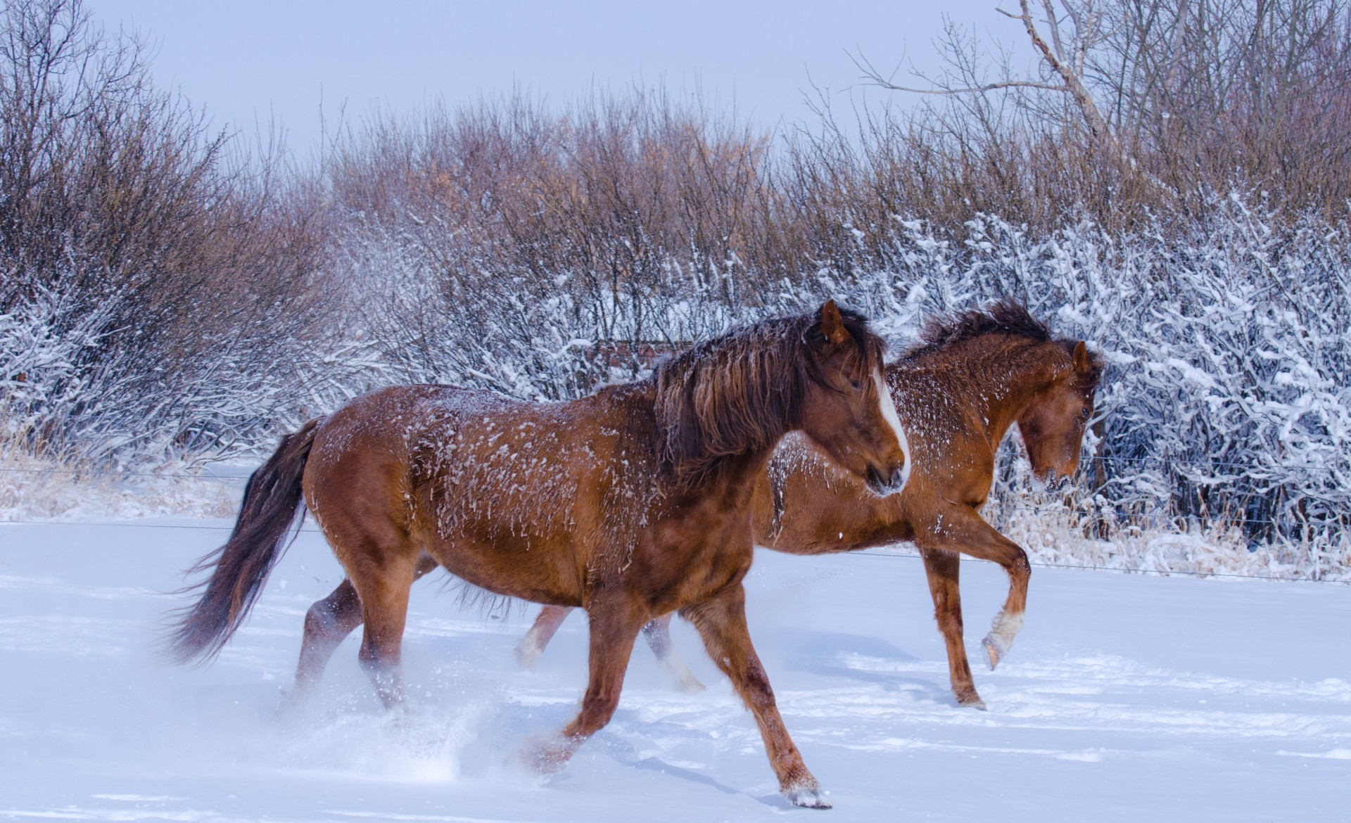 Read more about the article The Winter Survival Guide for Horses: Navigating the Cold Season