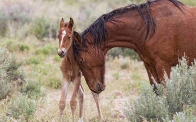 Precautions for the Newborn Foal | Haarlem Oil for Horses | Best Haarlem Oil Products