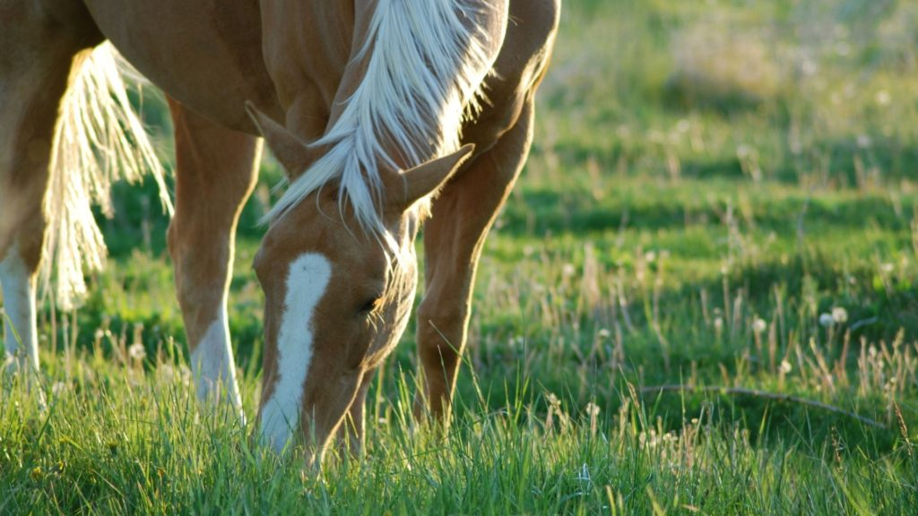 Read more about the article HORSE NUTRITION AND FOOD