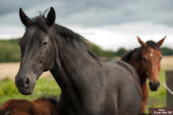 Read more about the article Horse Health Facts and Tips