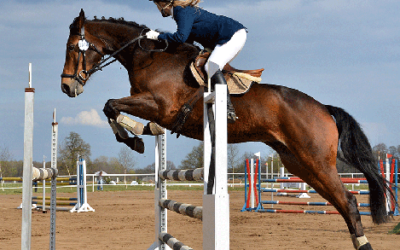 Top 3 Benefits of Reading Horse Health Articles