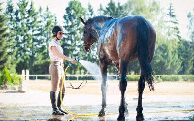 CLEANING ROUTINES FOR HORSES