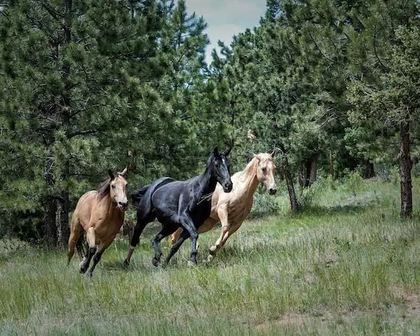 Read more about the article HOW COME HORSES CAN RUN SO FAST?