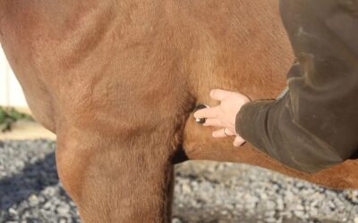 HOW TO CHECK THE VITAL SIGNS OF YOUR HORSE