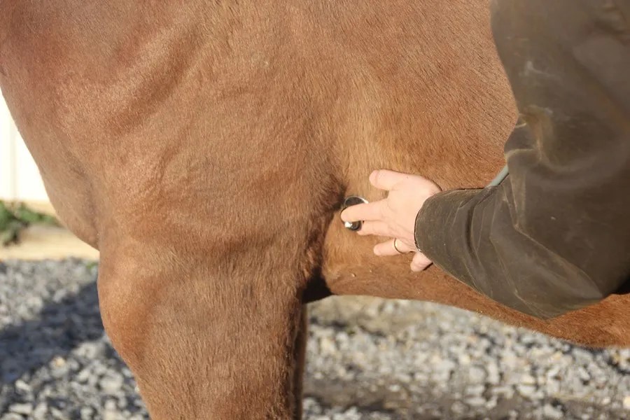 Read more about the article HOW TO CHECK THE VITAL SIGNS OF YOUR HORSE