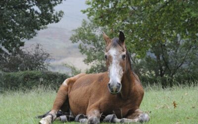 Age-Related Health Issues in Rescue Horses | Haarlem Oil for Horses