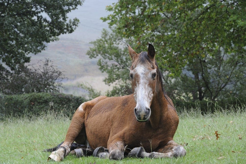 Read more about the article Age-Related Health Issues in Rescue Horses | Haarlem Oil for Horses