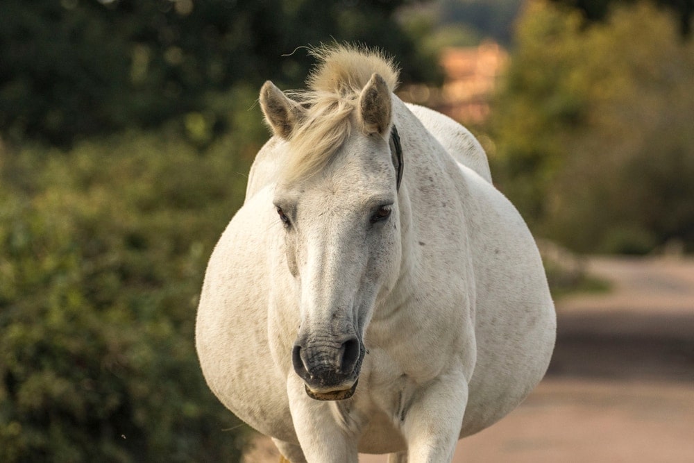 white horse pregnant