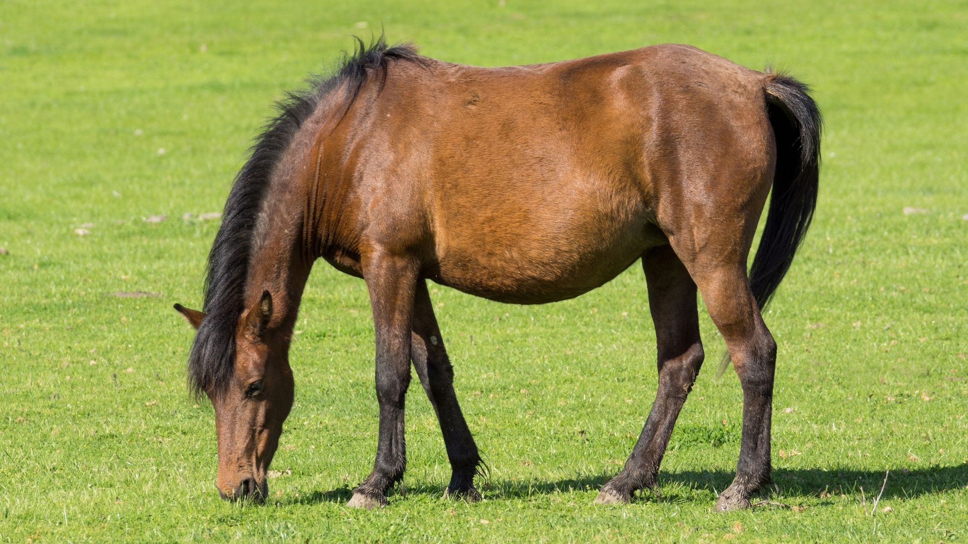Read more about the article Care, Stages, and Signs During Horse Pregnancy | Best Product for Pregnant Horse | Haarlem Oil for Horses