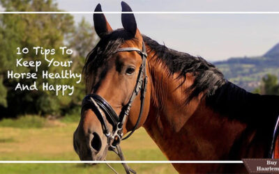 Best Top 10 Tips To Keep Your Horse Healthier and Happy