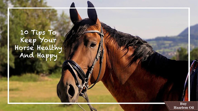 Read more about the article Best Top 10 Tips To Keep Your Horse Healthier and Happy